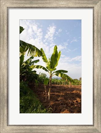 Framed Banana Agriculture, Rift Valley, Ethiopia Print