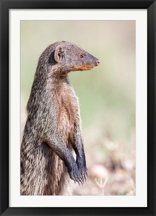 Framed Banded Mongoose, Maasai Mara, Kenya Print