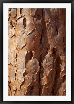 Framed Bark on trunk of Quiver Tree, near Fish River Canyon, Namibia Print