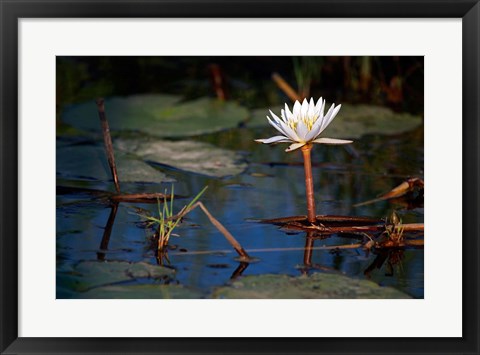 Framed Botswana, Okavango Delta. Water Lily of the Okavango Print