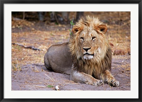 Framed Botswana, Savute, Chobe National Park, Lion Print