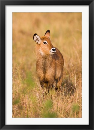 Framed Defassa Waterbuck wildlife, Uganda Print