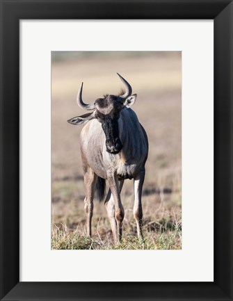 Framed Eastern white-bearded wildebeest, Amboseli National Park, Kenya Print