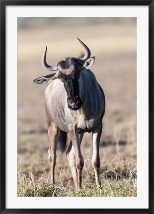 Framed Eastern white-bearded wildebeest, Amboseli National Park, Kenya Print