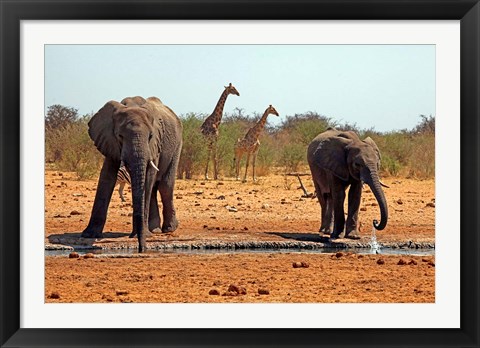 Framed Elephants and giraffes, Etosha, Namibia Print