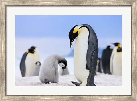 Framed Emperor Penguins, Antarctica Print