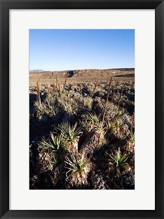 Framed Escarpment of Sanetti Plateau, red hot poker plants, Bale Mountains, Ethiopia Print