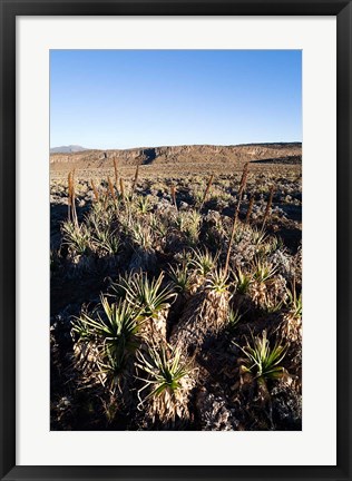 Framed Escarpment of Sanetti Plateau, red hot poker plants, Bale Mountains, Ethiopia Print