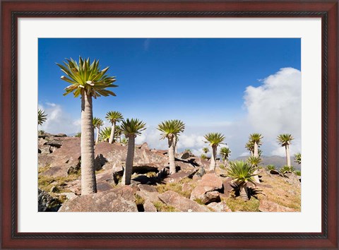 Framed Ethiopian Giant Lobelia, Simien Mountains, Ethiopia Print