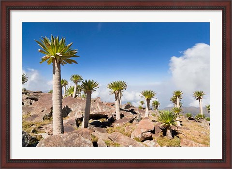 Framed Ethiopian Giant Lobelia, Simien Mountains, Ethiopia Print