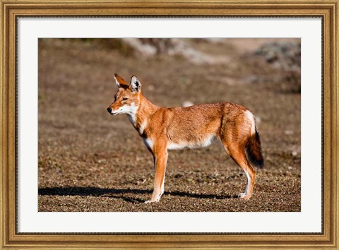 Framed Ethiopian Wolf, Bale Mountains Park, Ethiopia Print