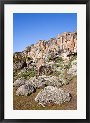 Framed Everlasting Flowers, Helichrysum, Denka valley, Bale Mountains, Ethiopia Print