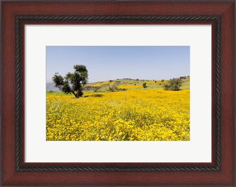 Framed Flower Field, Niger seed, Semien Mountains, Ethiopia Print