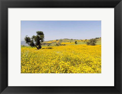 Framed Flower Field, Niger seed, Semien Mountains, Ethiopia Print