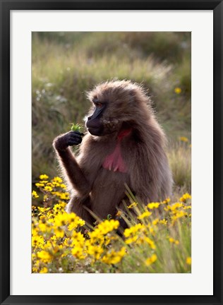 Framed Gelada Baboon primate, Ethiopia Print