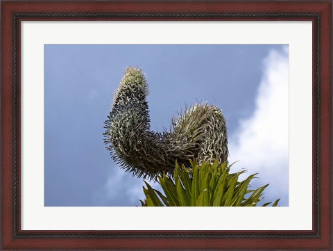 Framed Giant Lobelia flora of the Rwenzoris, Uganda Print