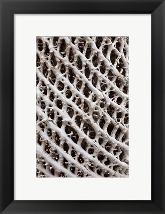 Framed Lattice pattern in Giant Loebelia, Bale Mountains, Ethiopia Print