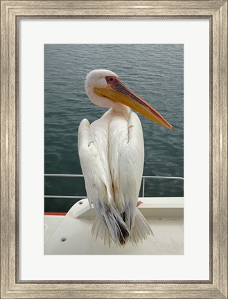 Framed Great White Pelican, Walvis Bay, Namibia, Africa. Print