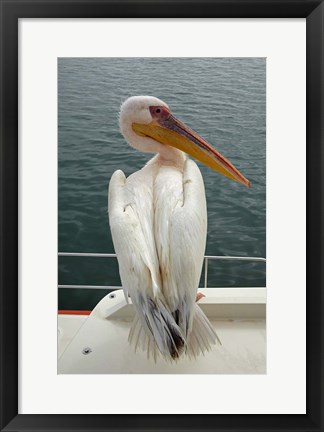 Framed Great White Pelican, Walvis Bay, Namibia, Africa. Print