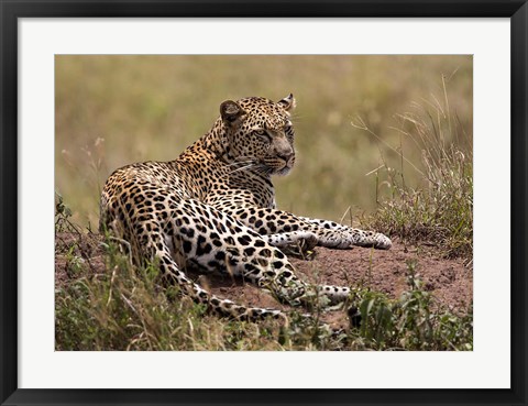 Framed Africa, Tanzania, Serengeti. Leopard, Panthera pardus. Print