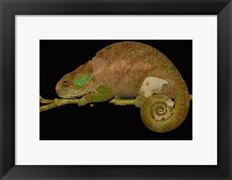 Framed Hilleniusi chameleon lizard, MADAGASCAR Print