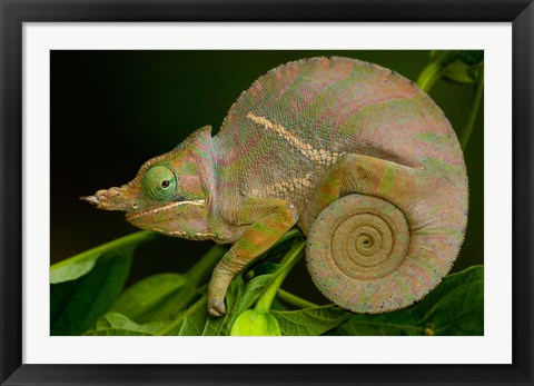 Framed Baudrier&#39;s Chameleon, Lizard, Madagascar, Africa Print