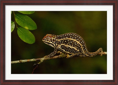 Framed Campan&#39;s chameleon lizard, Madagascar Print