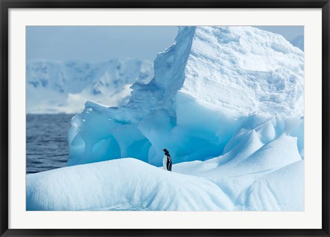 Framed Antarctica, Gentoo Penguin standing on iceberg near Enterprise Island. Print