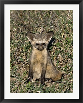 Framed Bat-Eared Fox, Tanzania Print