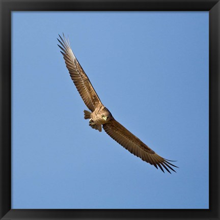 Framed Africa. Tanzania. Bateleur Eagle, Serengeti NP Print