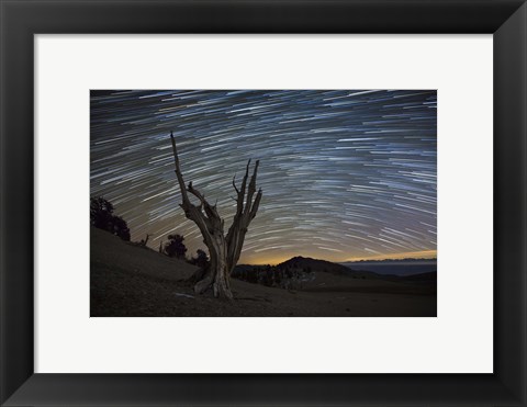 Framed dead bristlecone pine tree against a backdrop of star trails Print