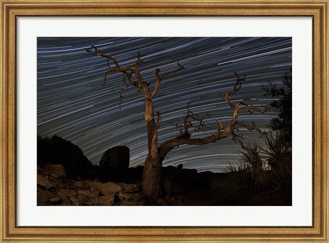 Framed dead Pinyon pine tree and star trails, Joshua Tree National Park, California Print