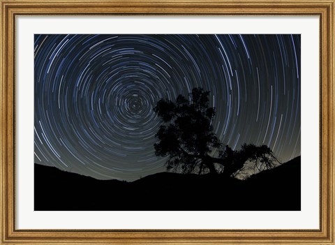 Framed lone oak tree silhouetted against a backdrop of star trails Print