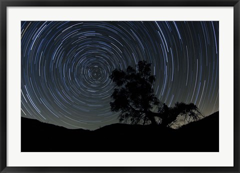 Framed lone oak tree silhouetted against a backdrop of star trails Print