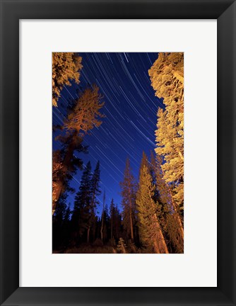 Framed Star trails above campfire lit pine trees in Lassen Volcanic National Park Print