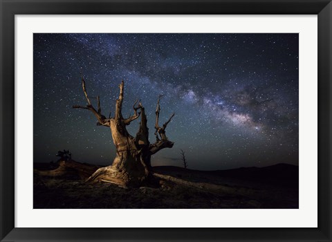Framed Milky Way and a dead bristlecone pine tree in the White Mountains, California Print