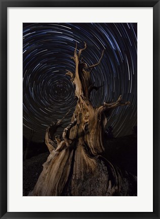Framed Star trails above a bristlecone pine tree, California Print