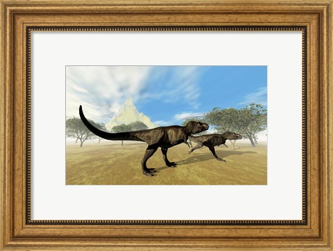 Framed Two Tyrannosaurus Rex dinosaurs are on the hunt for prey Print