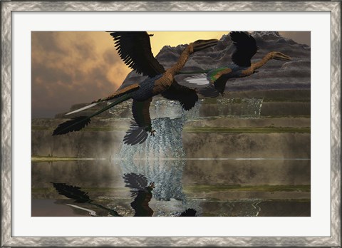 Framed Two Microraptor dinosaurs fly near mountain waterfalls in prehistoric times Print