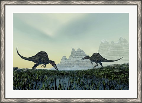 Framed Spinosaurus dinosaurs drink from a marsh area in prehistoric times Print