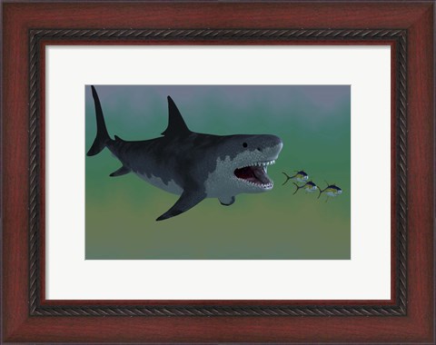 Framed Several Tuna fish try to escape from a huge Megalodon shark Print