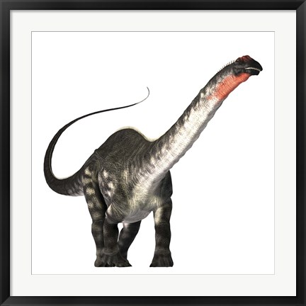 Framed Apatosaurus dinosaur was a herbivore of the Jurassic Era Print