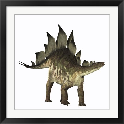 Framed Stegosaurus dinosaur Print