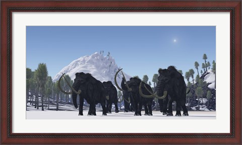 Framed herd of Woolly Mammoths migrate to a warmer climate in the Pleistocene Age Print