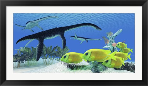 Framed school of Lemonpeel Angelfish swim by Plesiosaurus dinosaurs Print