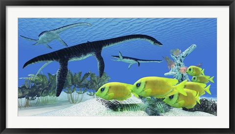 Framed school of Lemonpeel Angelfish swim by Plesiosaurus dinosaurs Print