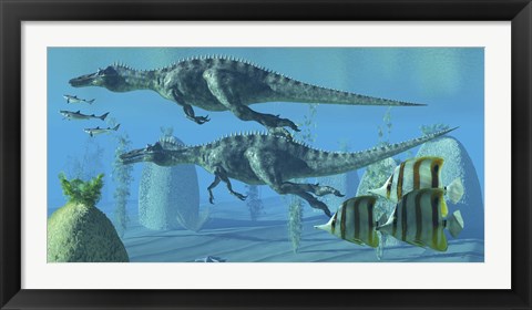 Framed Two Suchomimus dinosaurs search for big fish prey underwater Print