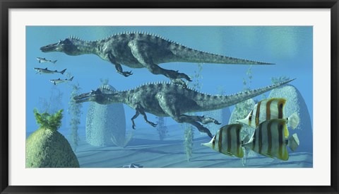 Framed Two Suchomimus dinosaurs search for big fish prey underwater Print