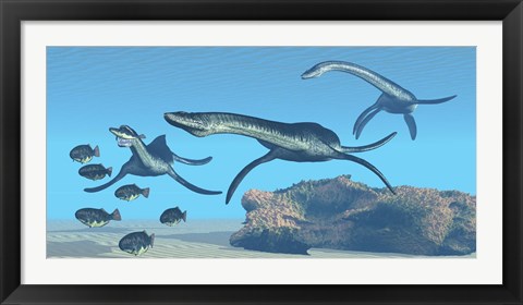 Framed Plesiosaurus dinosaurs hunt a school of Dapedius fish Print