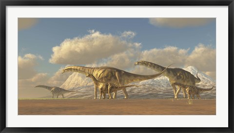 Framed herd of Argentinosaurus dinosaurs Print